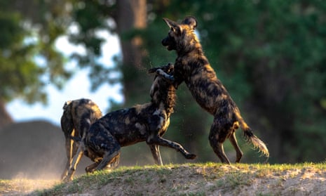 Painted dogs