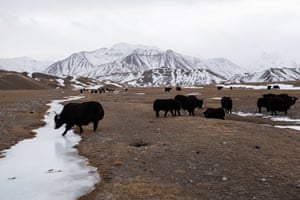 Yaks roam a field near Sary-Mogol, with Lenin Peak in the background.