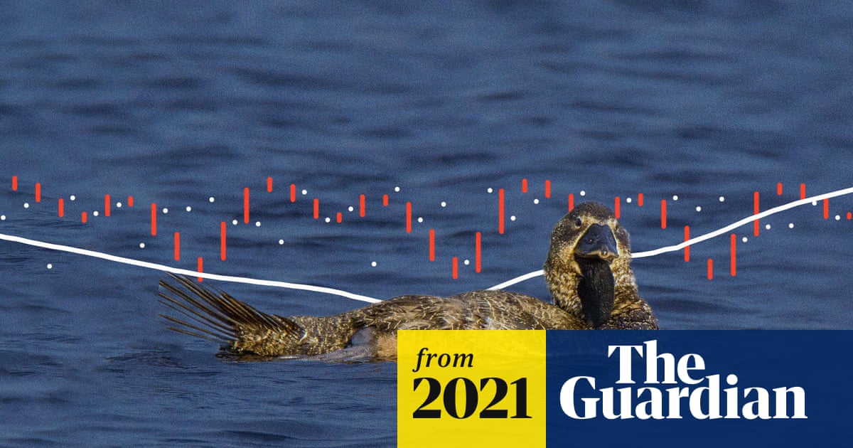 ‘You bloody fool’: Australian talking duck can imitate speech