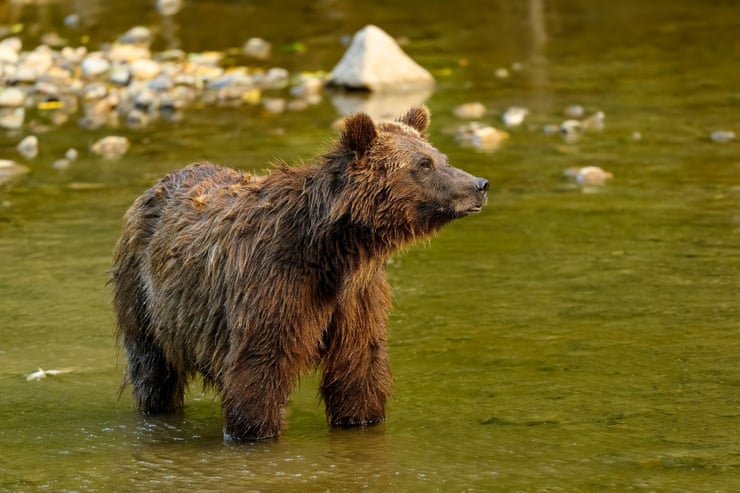 Trump purge raises extinction threat for endangered species, fired workers warn Trump purge raises extinction threat for endangered species, fired workers warn