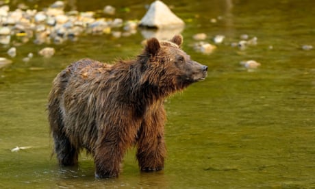 A grizzly bear.