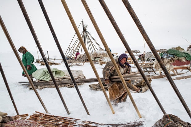 The Nenets people building chums, conical-shaped tents made of reindeer skins laid over a skeleton of long wooden poles, April 2018.
