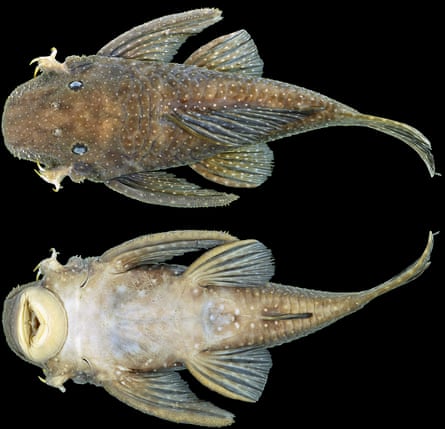 Wolverine fish and blind eel among 212 new freshwater species, Fish