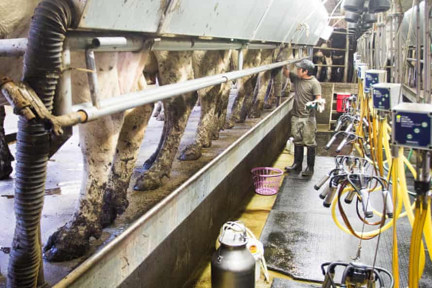 Lined up on each side of the trough, cows stand passively while a Mexican farm worker cleans their udders before attaching milking equipment.