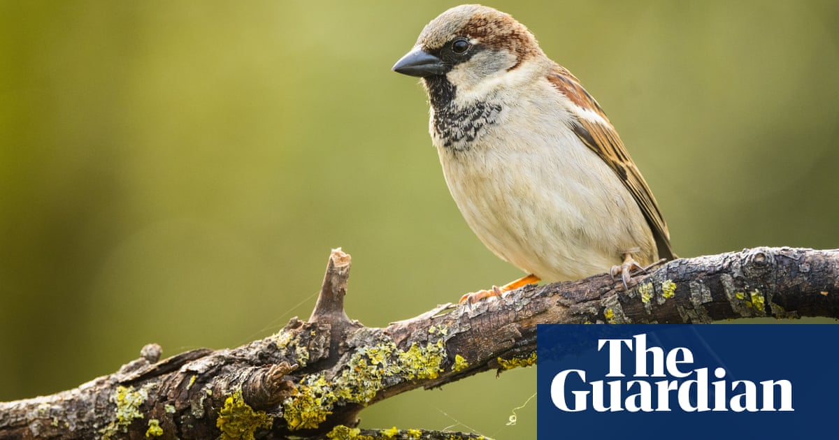 House sparrow tops Big Garden Birdwatch charts for 21st year in a row | RSPB Big Garden Birdwatch