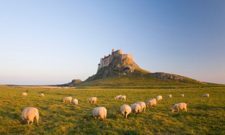Sheep grazing beneath Lindisfarne Castle. United Kingdom, England, Northumberland, Holy Island, Lindisfarne