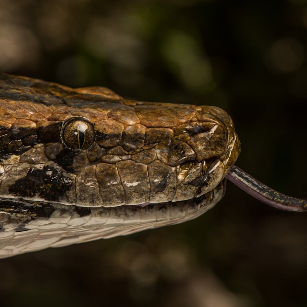 I Don T Want To Imagine A World Without Giant Snakes In It
