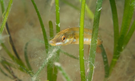 Seagrass meadows are nurseries for many species, whose larvae and fry can hide and feed among the fronds