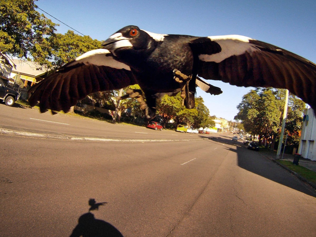 Cyclist Dies After Crashing While Under Attack By Swooping Magpie Australia News The Guardian
