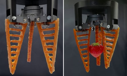 The soft robotic hands are gentle enough to handle soft fruit such as strawberries.