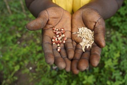 Seed keeper Beatriz Lopes, from Formosa Island, holds maize and cucumber seeds