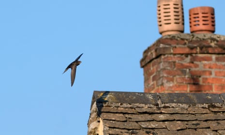 A swift flying over the roof of a house in the UK.
