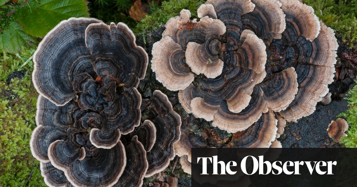 The magic of mushrooms: how they connect the plant world
