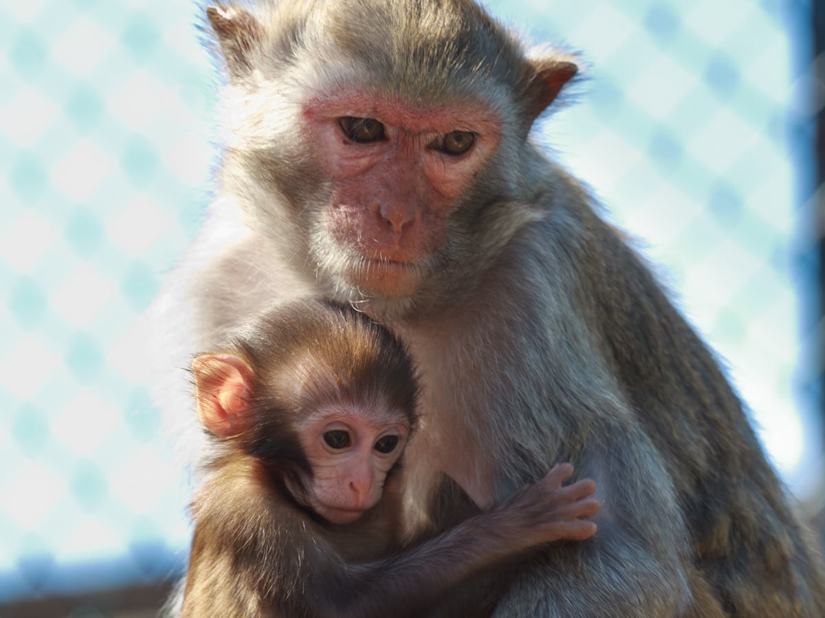 Seven Baby Monkeys Died From Poisoning At Us Research Center Science The Guardian