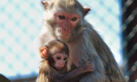 Rhesus macaque mother and her baby.