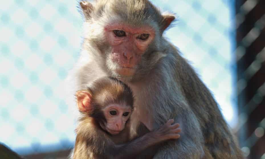 Seven Baby Monkeys Died From Poisoning At Us Research Center Animal Experimentation The Guardian Seven Baby Monkeys Died From Poisoning At Us Research Center Animal Experimentation The Guardian