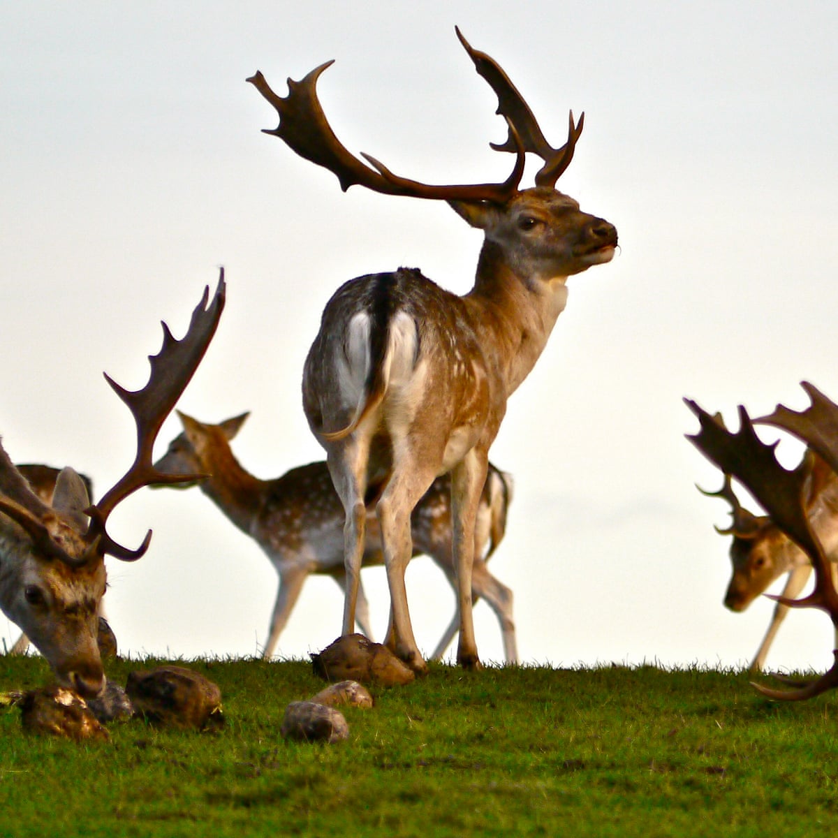 Hunger Games In The Weird Wildwood Animal Behaviour The Guardian Hunger Games In The Weird Wildwood Animal Behaviour The Guardian