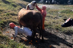 Kathmandu, Nepal. Devotees worship a cow, regarded arsenic  an incarnation of the Hindu goddess Lakshmi, during Tihar, the festival of lights that is celebrated astatine  the aforesaid  clip  arsenic  Diwali