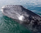 Pacific gray whales facing ‘catastrophic’ die-off as climate crisis hits food supply