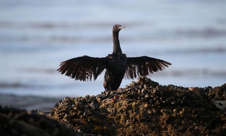 A bird covered in oil spreads its wings as it sits on a rock near Refugio state beach on Friday.