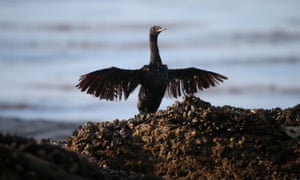 sea bird struggles after being covered in oil from a spill