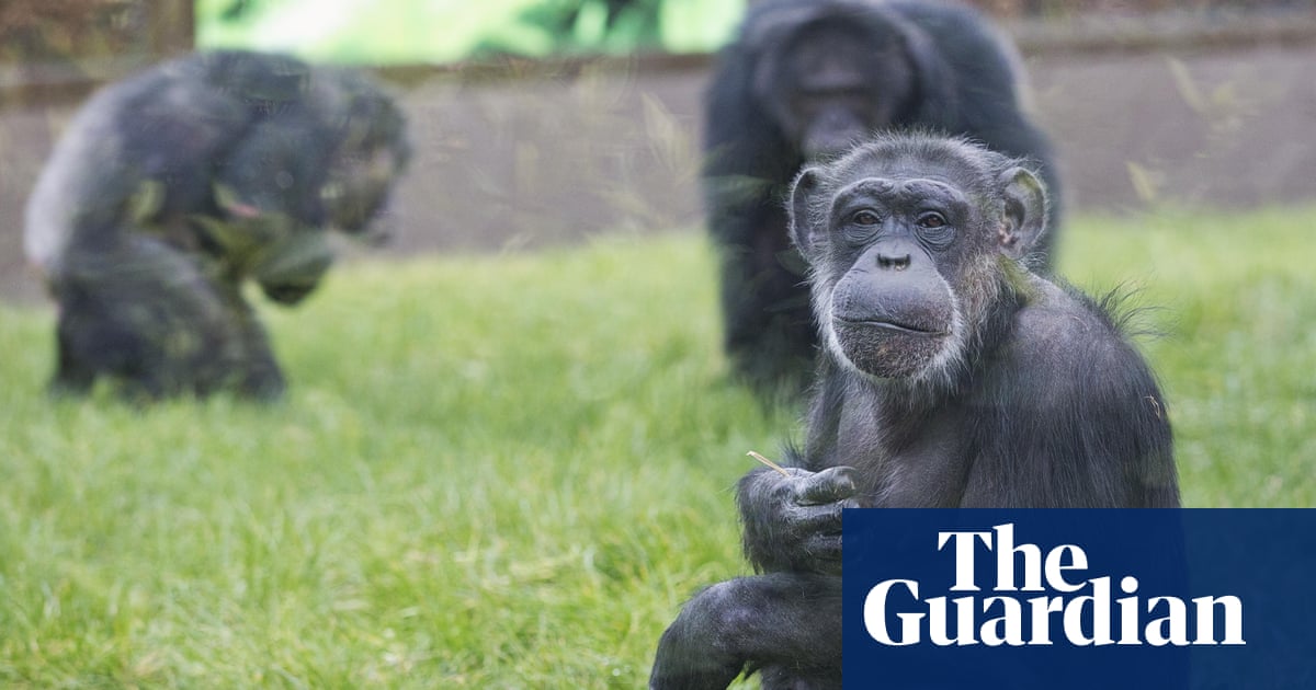Chimps use branch as ladder to escape Belfast zoo enclosure | UK news | The Guardian