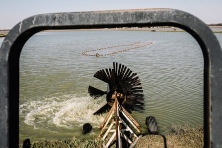 An aerator spins in a catfish pond at Jubilee Farms.