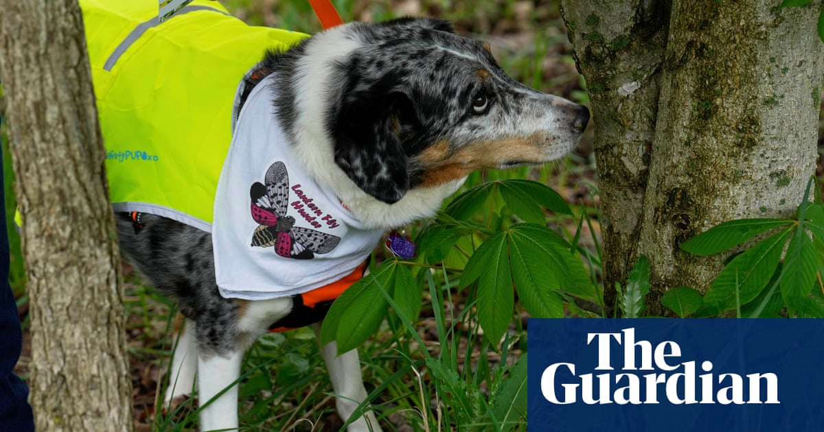 Dogs are being trained to weed out eggs of invasive spotted lanternflies in US