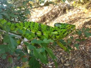 A Belalanda chameleon