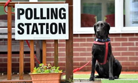A Labrador waits outside a polling station