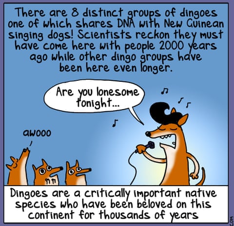 First Dog on the Moon cartoon called Dingoes 1000 Years, panel 2