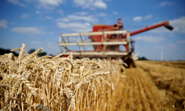 A farmer harvesting a field of wheat