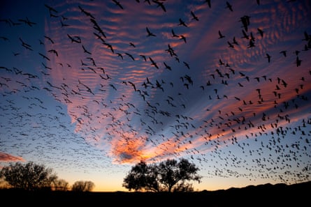 Snow Geese (Chen caerulescens) in flight, silhouetted against colourful dusk sky. Bosque del Apache, New Mexico, USA, November.E465HB Snow Geese (Chen caerulescens) in flight, silhouetted against colourful dusk sky. Bosque del Apache, New Mexico, USA, November.