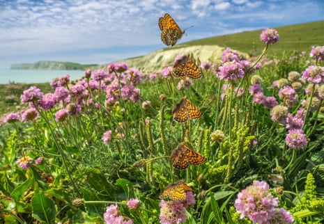 Peters’ signature shot is a ‘take-off’, showing multiple wing beats of one butterfly (here a Glanville fritillary) in a single frame