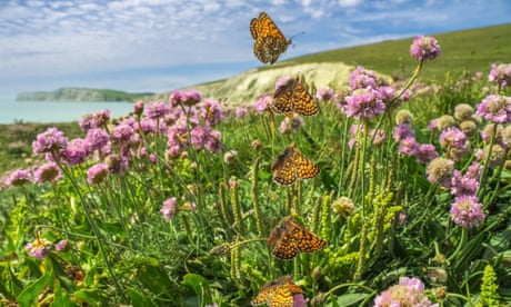 ‘They symbolise hope’: one man’s incredible photos of all 58 of Britain’s native butterflies