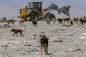 Stray dogs roam at a garbage dump on the outskirts of Kabul, Afghanistan. Kabul’s stray dog population is surging, posing threats to public safety despite long-term efforts, such as vaccination, sterilization programs, and even euthanasia due to rabies concerns