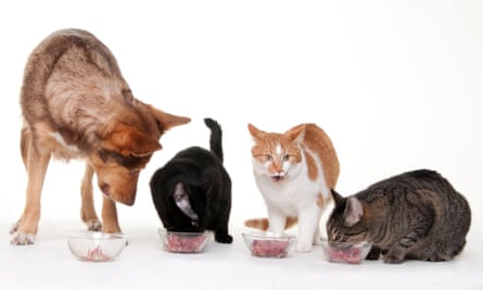 A dog and three cats eating meat out of bowls