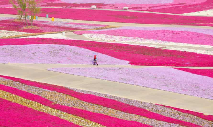 fields of pink flowers