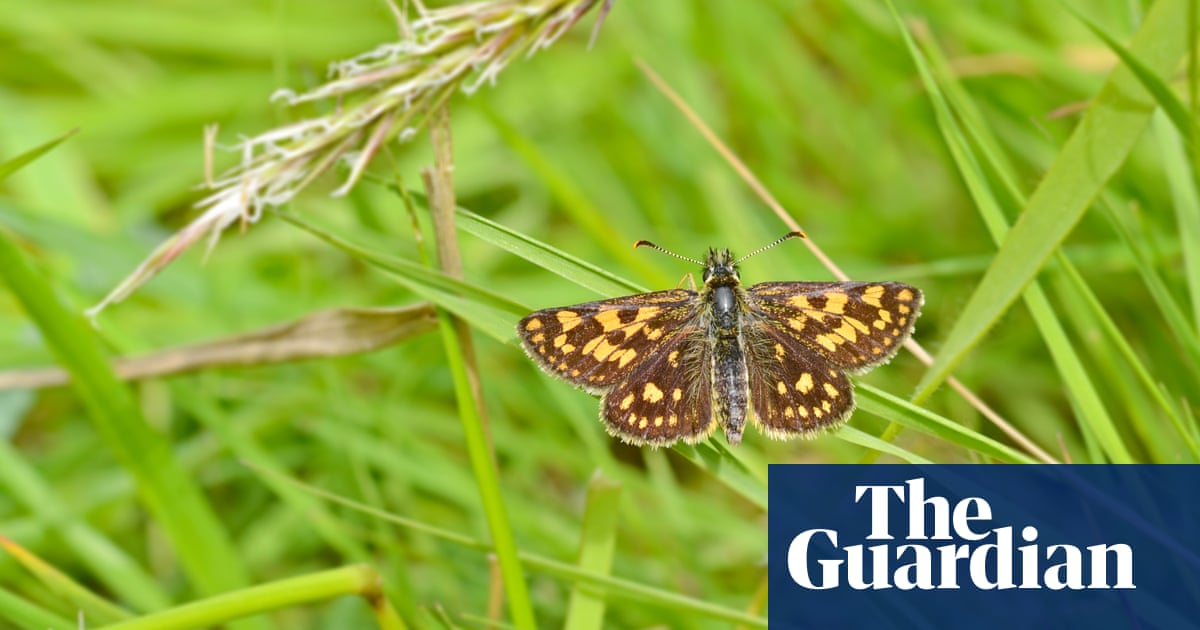 Letting grass grow long boosts butterfly numbers, UK study proves | Butterflies