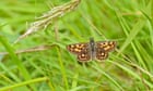 Letting grass grow long boosts butterfly numbers, UK study proves
