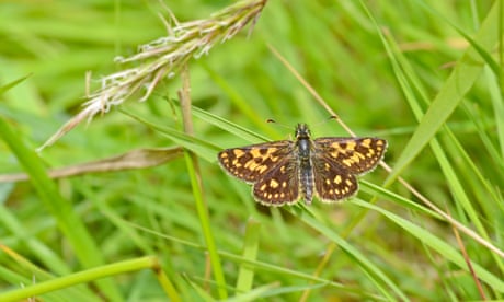 Letting grass grow long boosts butterfly numbers, UK study proves