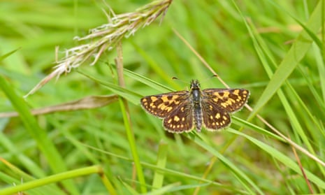A chequered skipper butterfly in long grass.