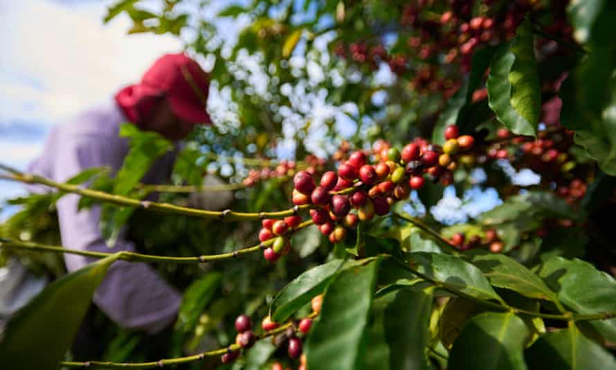 Chicchi di caffè al momento del raccolto in una fattoria nel sud del Minas Gerais