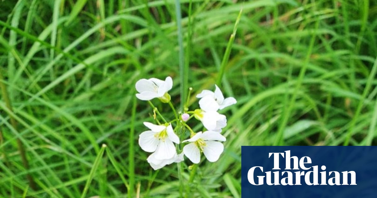 Country diary: No Mow May is back on track – and the results are wonderful | Wild flowers Country diary: No Mow May is back on track – and the results are wonderful | Wild flowers