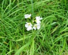 Country diary: No Mow May is back on track – and the results are wonderful | Jennifer Jones