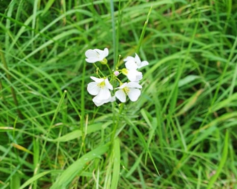 Cuckooflower
