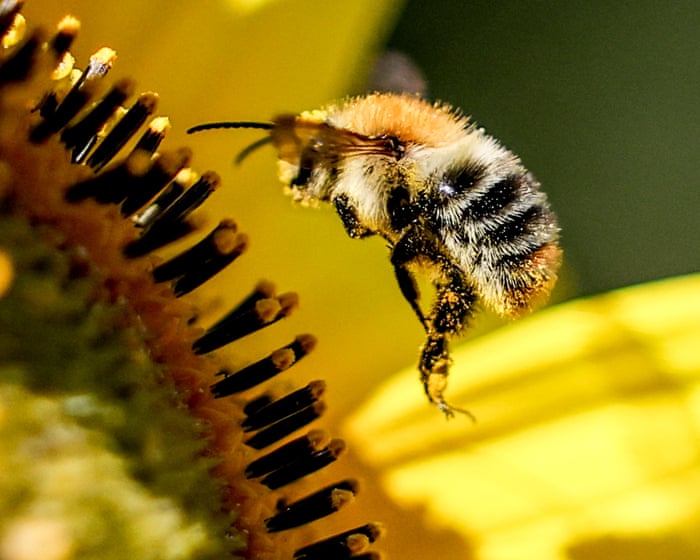 Wild bees visit different flowers to balance diet, study shows