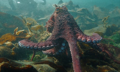 Andrea Humphreys : her encounter with the octopus.
