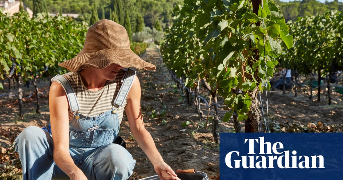 ‘Sweat, dirt and grape juice – it’s incredibly rewarding’: volunteer harvesting on a vineyard in France