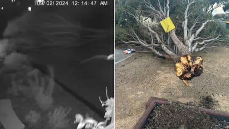 Weather in Melbourne: Security camera captures the moment a tree falls during a wild storm – Video